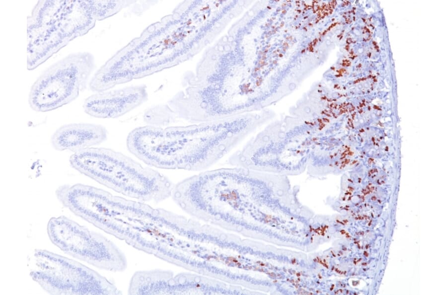 Immunohistochemistry - Anti-BrdU Antibody [BRD494] (A250929) - Antibodies.com