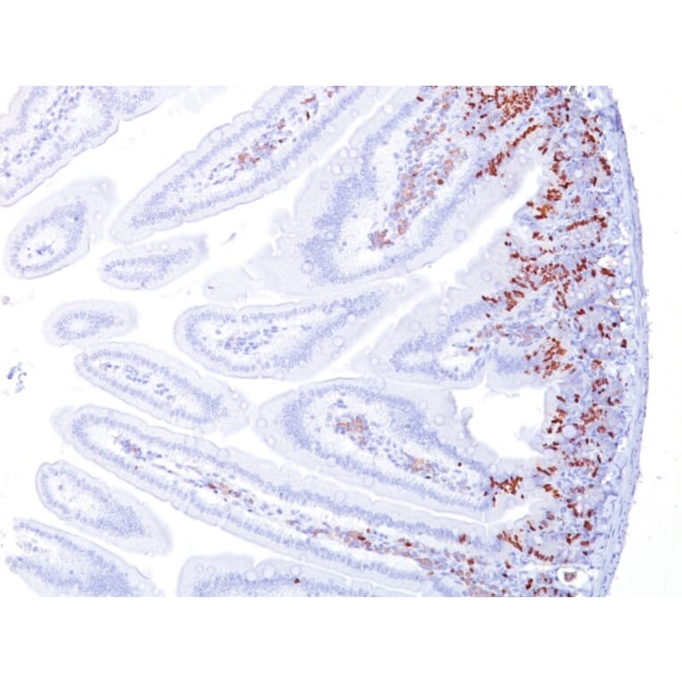 Immunohistochemistry - Anti-BrdU Antibody [BRD494] (A250929) - Antibodies.com