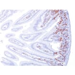 Immunohistochemistry - Anti-BrdU Antibody [BRD494] (A250929) - Antibodies.com