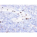Immunohistochemistry - Anti-Macrophage + Granulocyte Antibody [BM-2] (A250930) - Antibodies.com