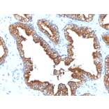 Immunohistochemistry - Anti-Cytokeratin 8 + 18 Antibody [KRT8.18/1346] (A250933) - Antibodies.com