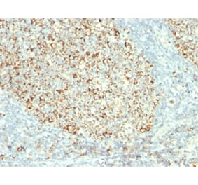 Immunohistochemistry - Anti-Mitochondria Antibody [MTC02] (A250934) - Antibodies.com