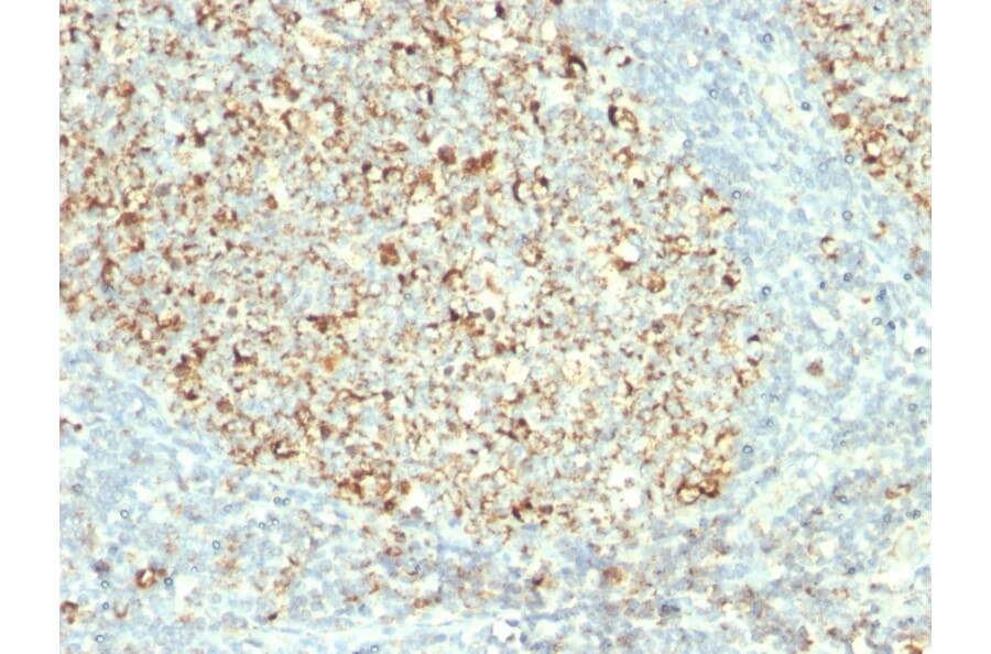 Immunohistochemistry - Anti-Mitochondria Antibody [MTC02] (A250934) - Antibodies.com