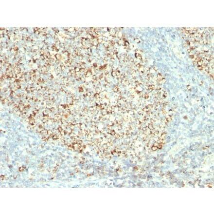 Immunohistochemistry - Anti-Mitochondria Antibody [MTC02] (A250934) - Antibodies.com
