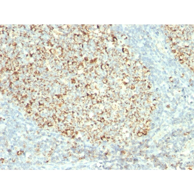 Immunohistochemistry - Anti-Mitochondria Antibody [MTC02] (A250934) - Antibodies.com