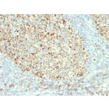 Immunohistochemistry - Anti-Mitochondria Antibody [MTC02] (A250934) - Antibodies.com