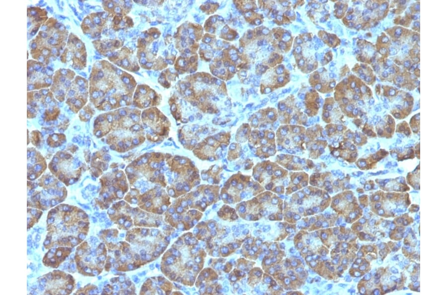 Immunohistochemistry - Anti-Mitochondria Antibody [MTC02] (A250933) - Antibodies.com