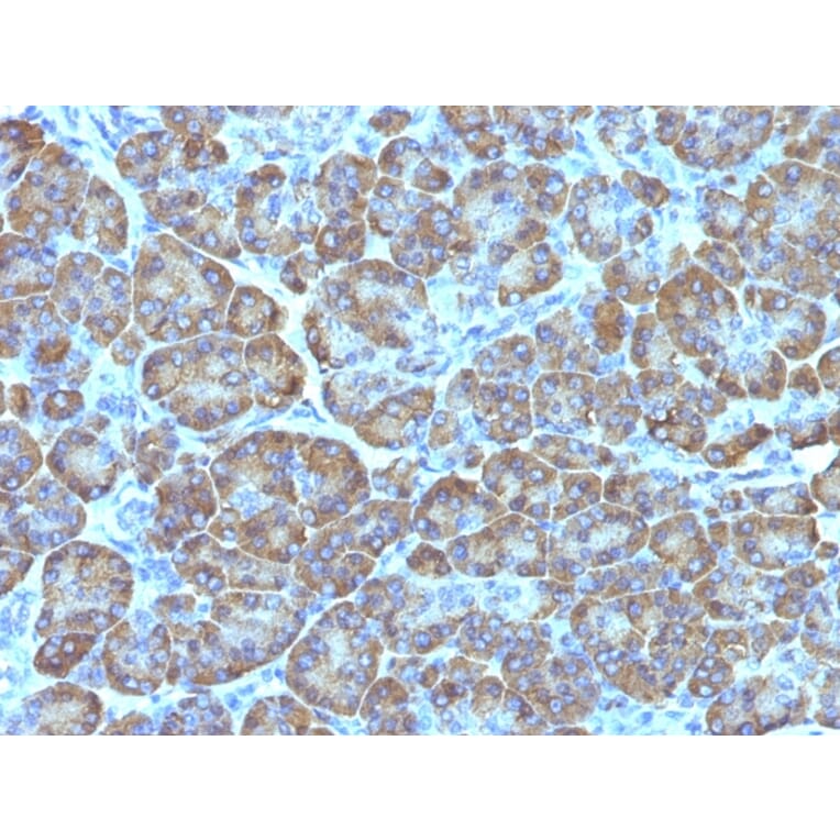 Immunohistochemistry - Anti-Mitochondria Antibody [MTC02] (A250933) - Antibodies.com