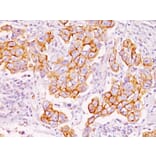 Immunohistochemistry - Anti-Phosphotyrosine Antibody [PY793] (A250934) - Antibodies.com