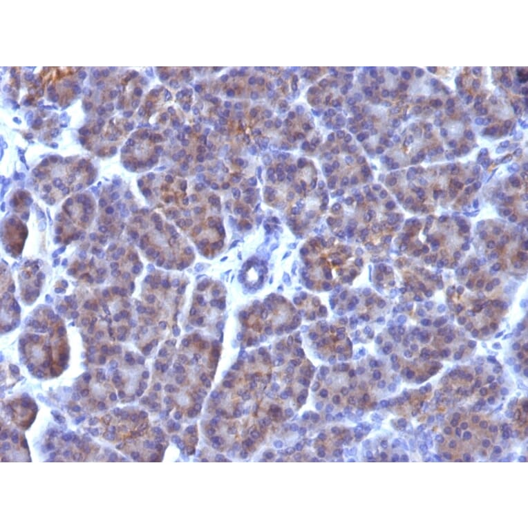 Immunohistochemistry - Anti-Golgi Complex Antibody [AE-6] (A250935) - Antibodies.com