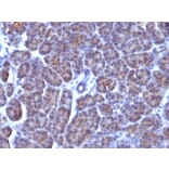 Immunohistochemistry - Anti-Golgi Complex Antibody [AE-6] (A250935) - Antibodies.com