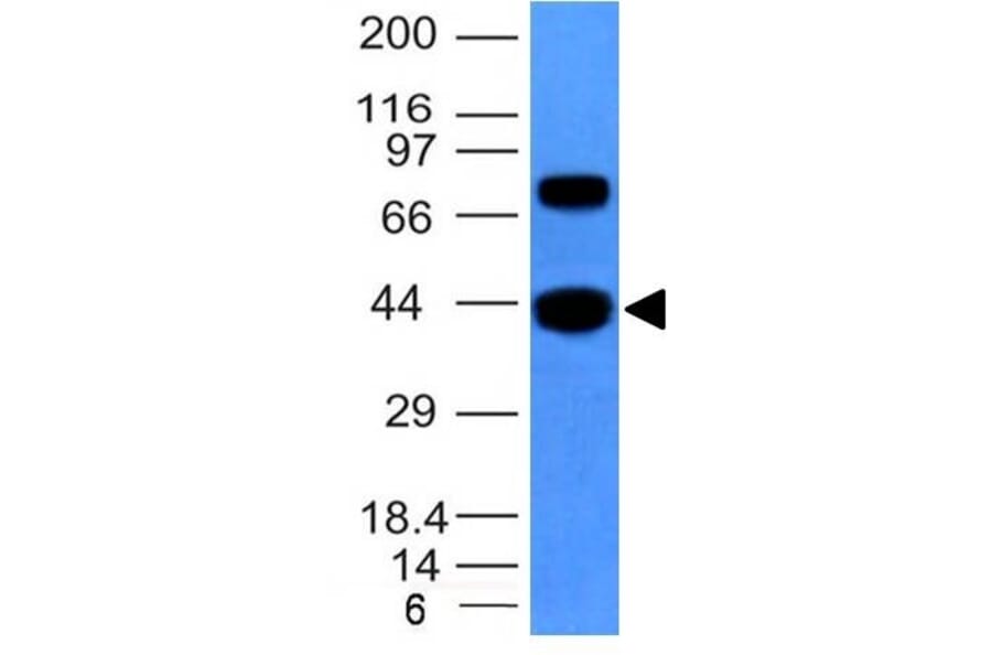 Western Blot - Anti-Muscle Actin Antibody [MSA/953] (A250939) - Antibodies.com