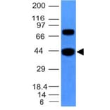 Western Blot - Anti-Muscle Actin Antibody [MSA/953] (A250939) - Antibodies.com