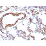 Immunohistochemistry - Anti-Muscle Actin Antibody [MSA/953] (A250939) - Antibodies.com