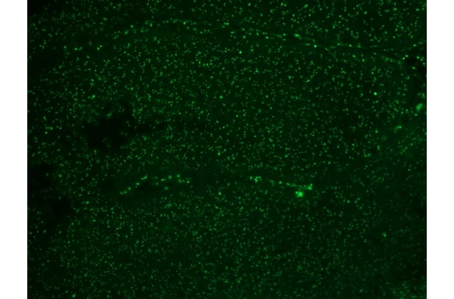 Immunohistochemistry - Anti-Human Nucleolar Antigen Antibody [NM95] (A250940) - Antibodies.com