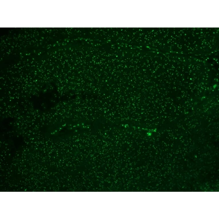 Immunohistochemistry - Anti-Human Nucleolar Antigen Antibody [NM95] (A250940) - Antibodies.com