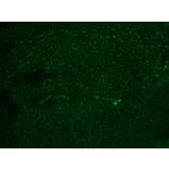 Immunohistochemistry - Anti-Human Nucleolar Antigen Antibody [NM95] (A250940) - Antibodies.com