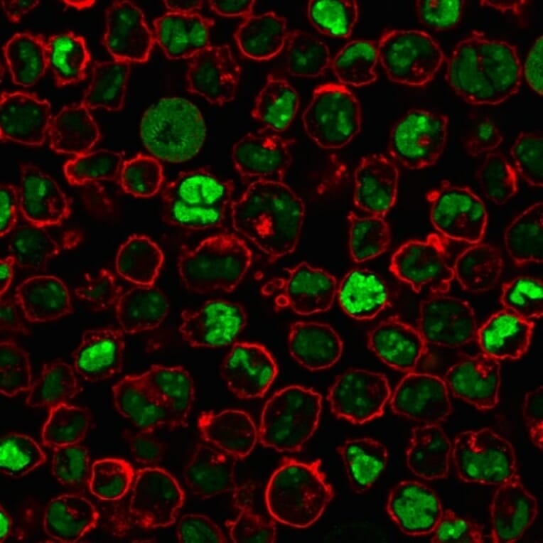 Immunofluorescence - Anti-Human Nucleolar Antigen Antibody [NM95] (A250940) - Antibodies.com