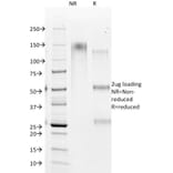 SDS-PAGE - Anti-Hepatocyte Specific Antigen Antibody [HSA98] (A250941) - Antibodies.com