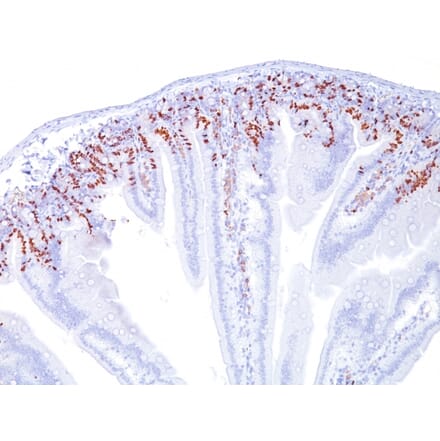 Immunohistochemistry - Anti-BrdU Antibody [SPM537] (A250944) - Antibodies.com