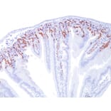 Immunohistochemistry - Anti-BrdU Antibody [SPM537] (A250944) - Antibodies.com