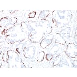 Immunohistochemistry - Anti-Keratin 76 Antibody [34BE12] (A250957) - Antibodies.com