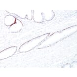 Immunohistochemistry - Anti-Keratin 76 Antibody [34BE12] (A250957) - Antibodies.com