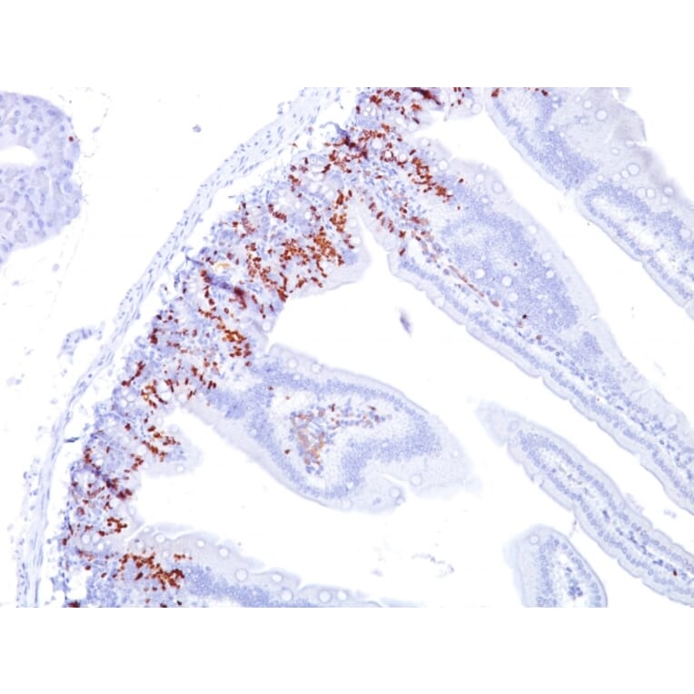 Immunohistochemistry - Anti-BrdU Antibody [BU20a] (A250957) - Antibodies.com