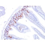 Immunohistochemistry - Anti-BrdU Antibody [BU20a] (A250957) - Antibodies.com