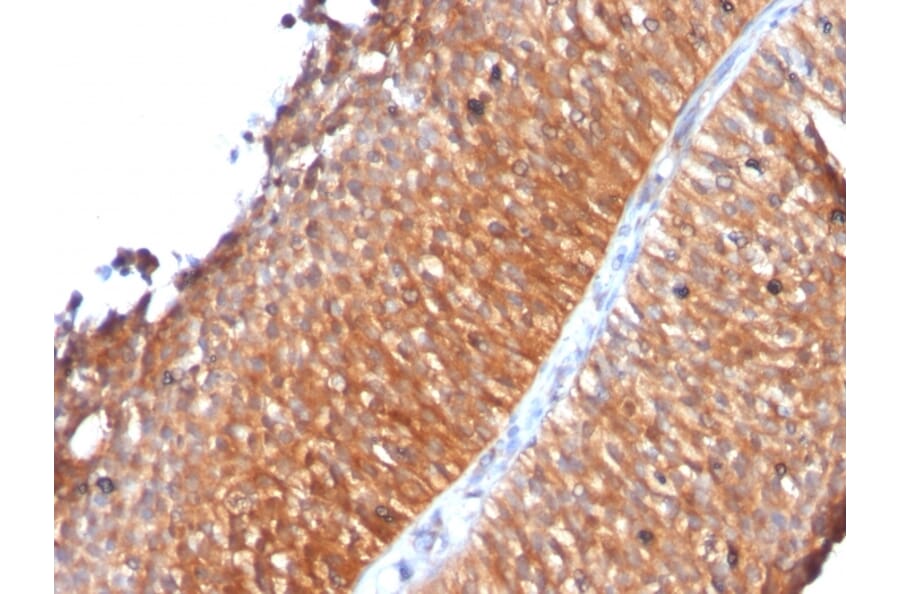 Immunohistochemistry - Anti-Mitochondria Antibody [MTC719] (A250961) - Antibodies.com