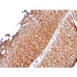 Immunohistochemistry - Anti-Mitochondria Antibody [MTC719] (A250961) - Antibodies.com