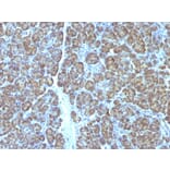 Immunohistochemistry - Anti-Mitochondria Antibody [MTC719] (A250962) - Antibodies.com