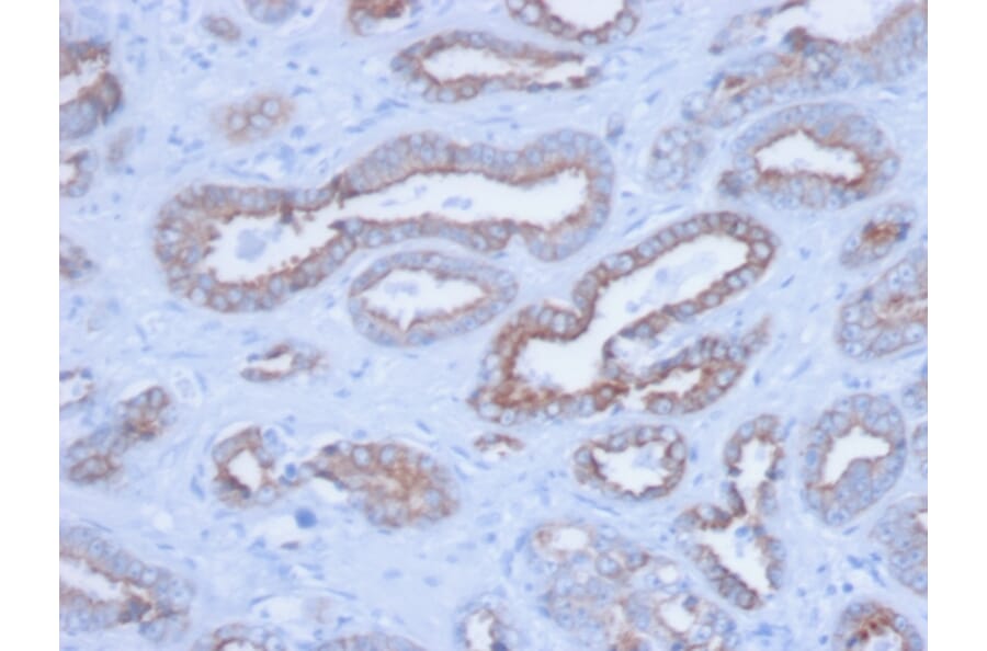 Immunohistochemistry - Anti-pan Cytokeratin Antibody [PCK/3150] (A250964) - Antibodies.com