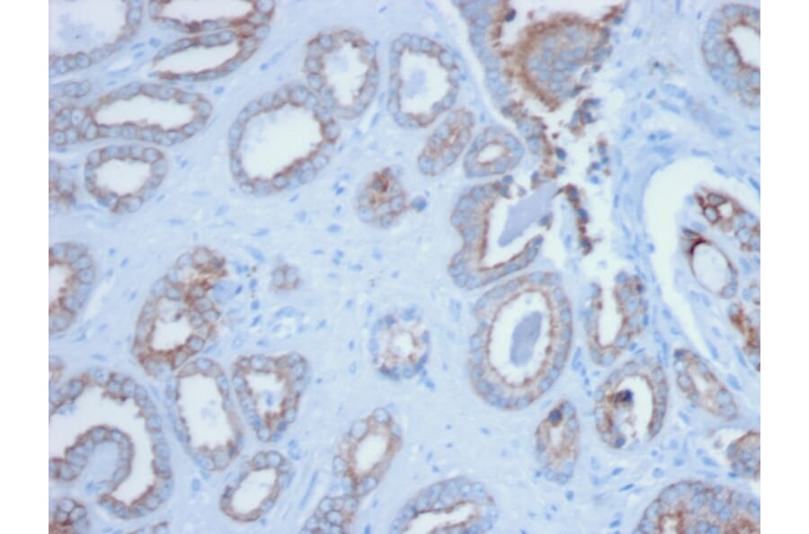Immunohistochemistry - Anti-pan Cytokeratin Antibody [PCK/3150] (A250964) - Antibodies.com