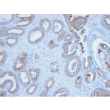 Immunohistochemistry - Anti-pan Cytokeratin Antibody [PCK/3150] (A250964) - Antibodies.com