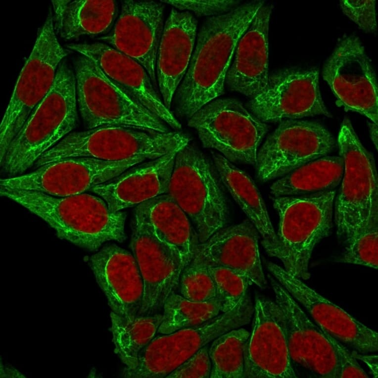 Immunofluorescence - Anti-pan Cytokeratin Antibody [PCK/3150] (A250964) - Antibodies.com