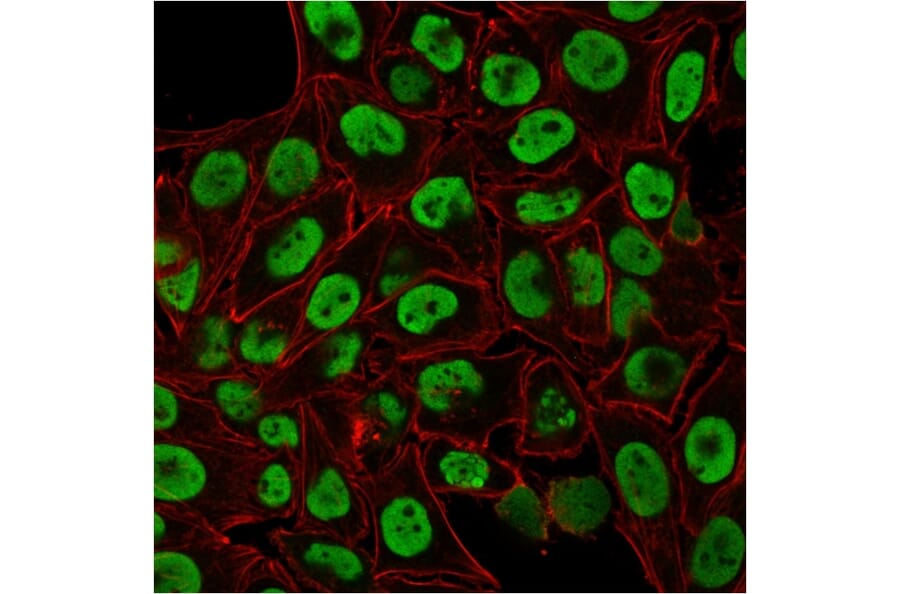 Immunofluorescence - Anti-Human Nuclear Antigen Antibody [235-1] (A250966) - Antibodies.com