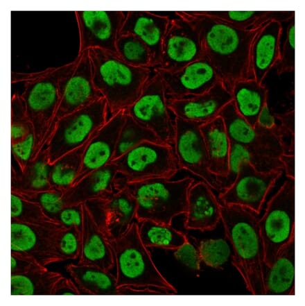 Immunofluorescence - Anti-Human Nuclear Antigen Antibody [235-1] (A250966) - Antibodies.com