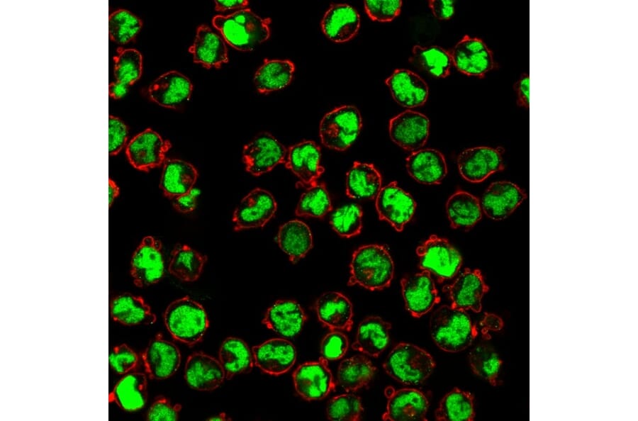 Immunofluorescence - Anti-Human Nuclear Antigen Antibody [235-1] (A250966) - Antibodies.com