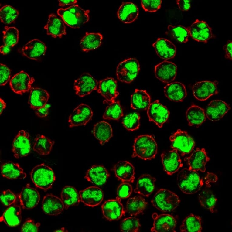 Immunofluorescence - Anti-Human Nuclear Antigen Antibody [235-1] (A250966) - Antibodies.com