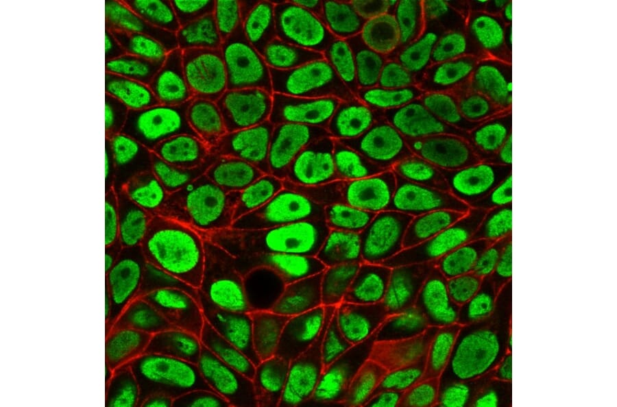 Immunofluorescence - Anti-Human Nuclear Antigen Antibody [235-1] (A250966) - Antibodies.com