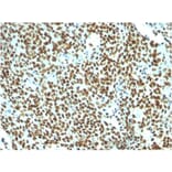 Immunohistochemistry - Anti-Nuclear Antigen Antibody [NM106] (A250968) - Antibodies.com