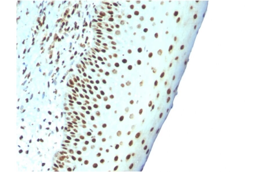 Immunohistochemistry - Anti-Nuclear Antigen Antibody [NM106] (A253670) - Antibodies.com