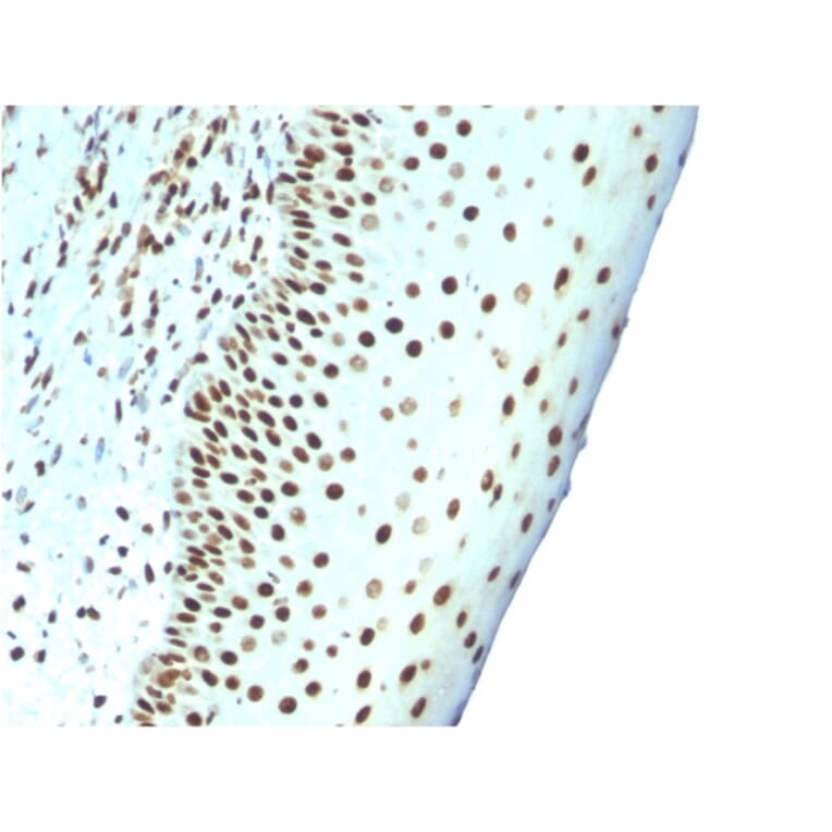Immunohistochemistry - Anti-Nuclear Antigen Antibody [NM106] (A253670) - Antibodies.com