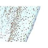Immunohistochemistry - Anti-Nuclear Antigen Antibody [NM106] (A253670) - Antibodies.com