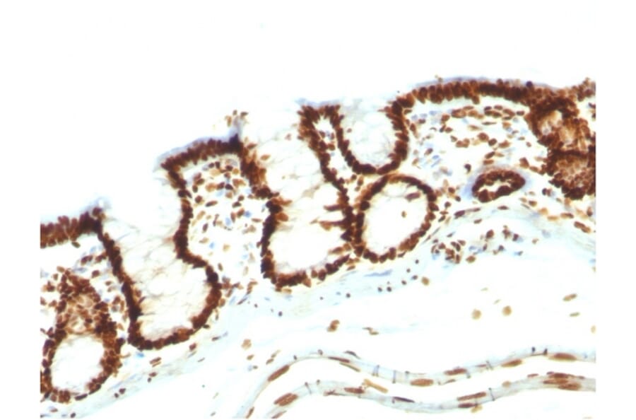 Immunohistochemistry - Anti-Nuclear Antigen Antibody [NM106] (A252563) - Antibodies.com