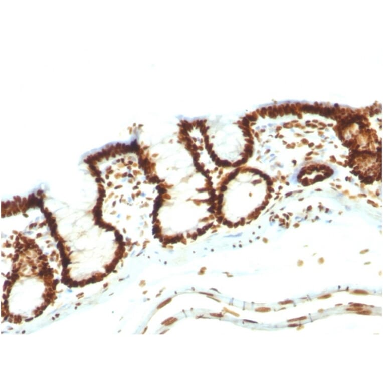 Immunohistochemistry - Anti-Nuclear Antigen Antibody [NM106] (A252563) - Antibodies.com