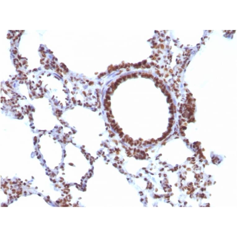 Immunohistochemistry - Anti-Nuclear Antigen Antibody [NM106] (A254119) - Antibodies.com