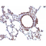 Immunohistochemistry - Anti-Nuclear Antigen Antibody [NM106] (A254119) - Antibodies.com