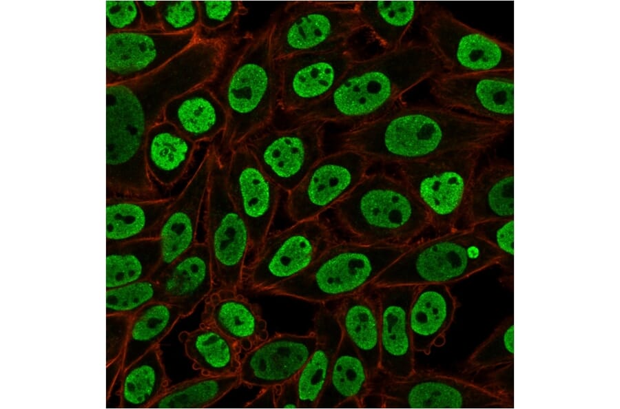 Immunofluorescence - Anti-Nuclear Antigen Antibody [NM106] (A252566) - Antibodies.com